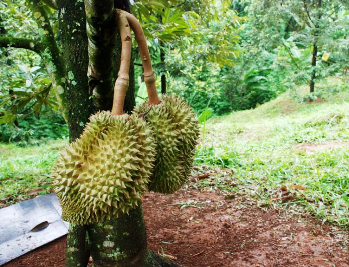 pohon durian