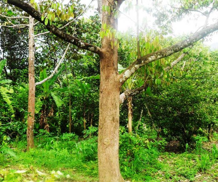 pohon durian