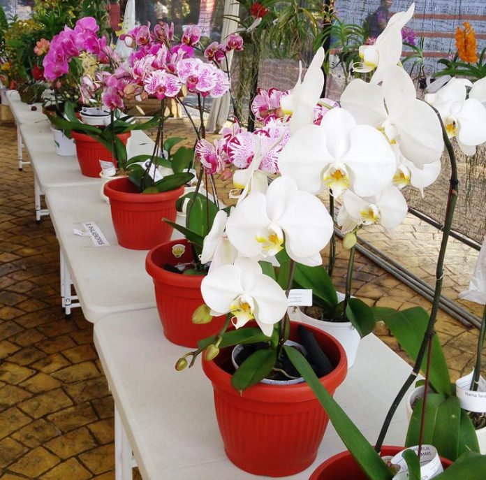 anggrek phalaenopsis