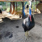 burung kasuari di cikananga wildlife center