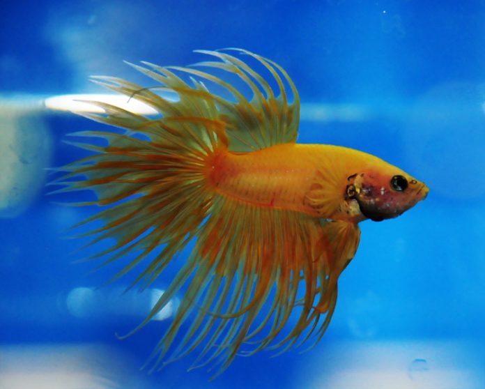 cupang crowntail