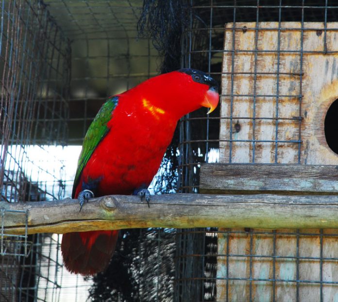 burung nuri ternate