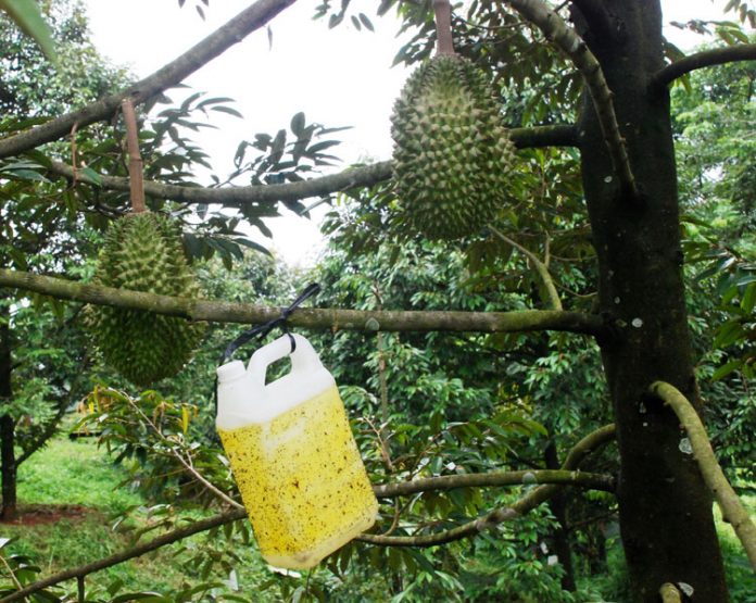 pohon durian