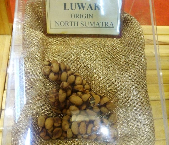 biji kopi luwak