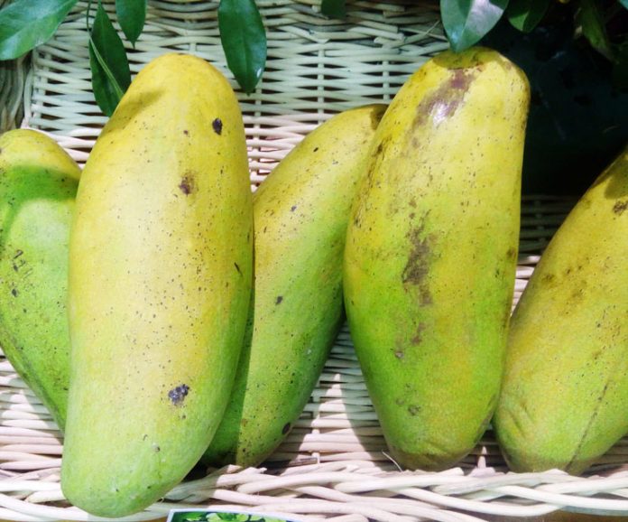 panen mangga