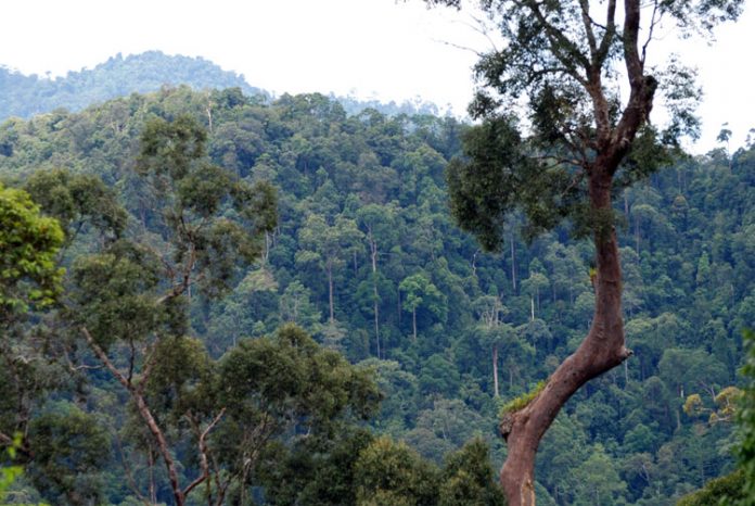 hutan kalimantan