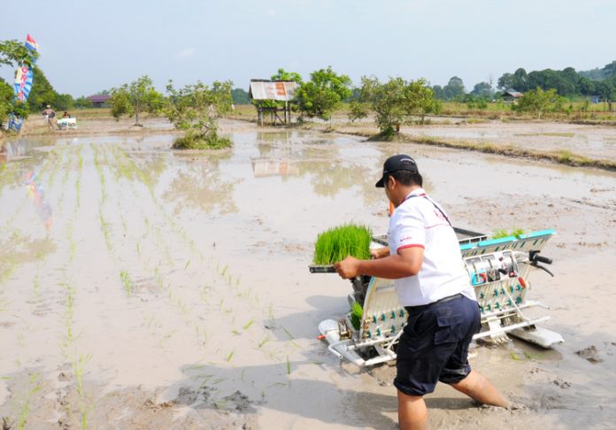 penanaman padi