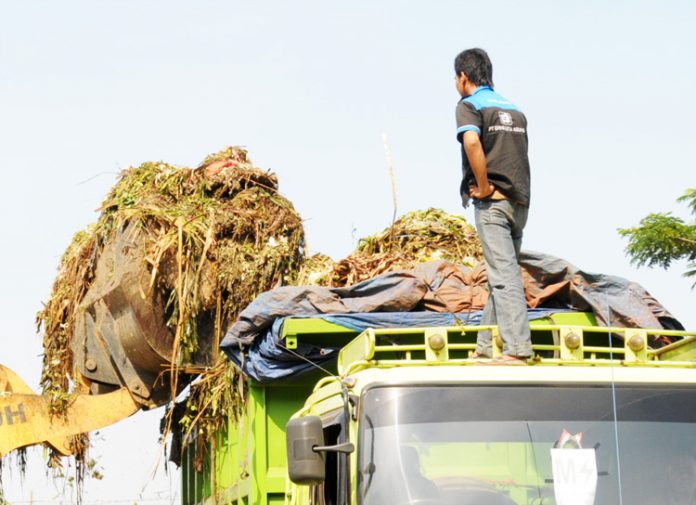 sampah sayuran