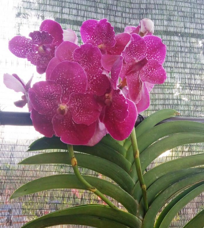 anggrek phalaenopsis