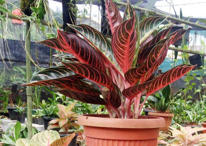 aglaonema