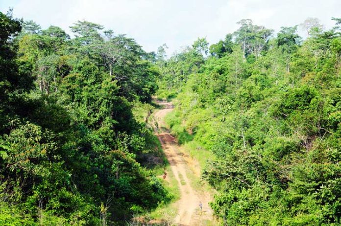 hutan harapan