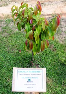 restorasi hutan harapan