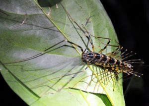 fauna hutan harapan