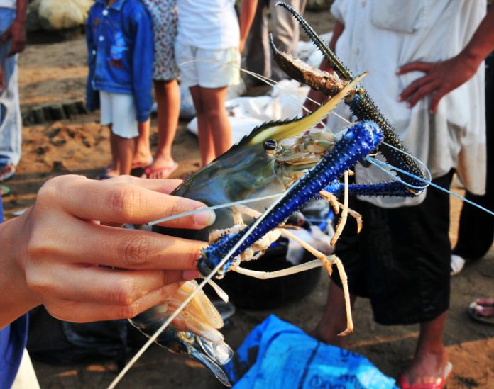 udang galah