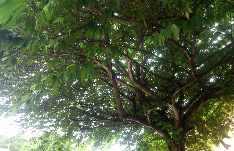 Pohon Kersen Undang Burung | Bebeja.com