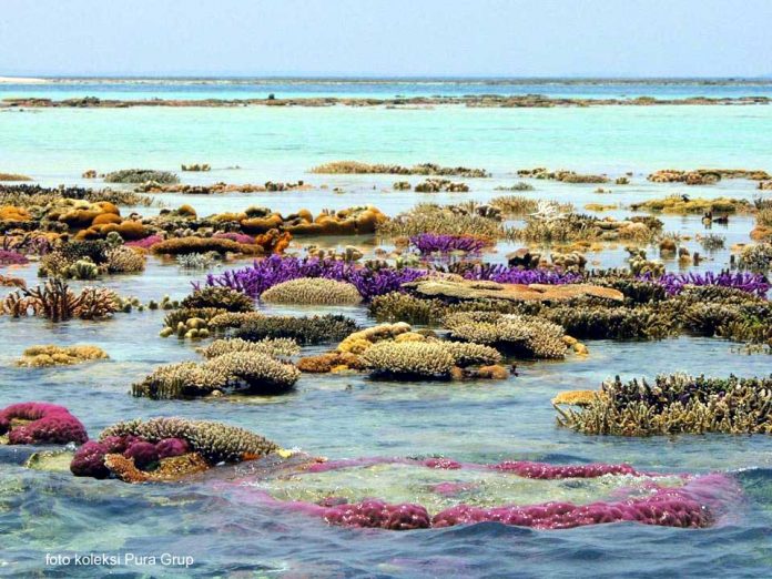 terumbu karang pulau sambangan