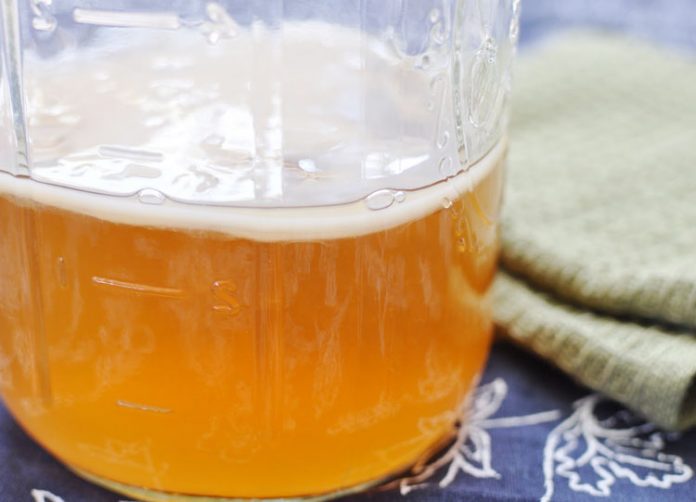 jamur kombucha