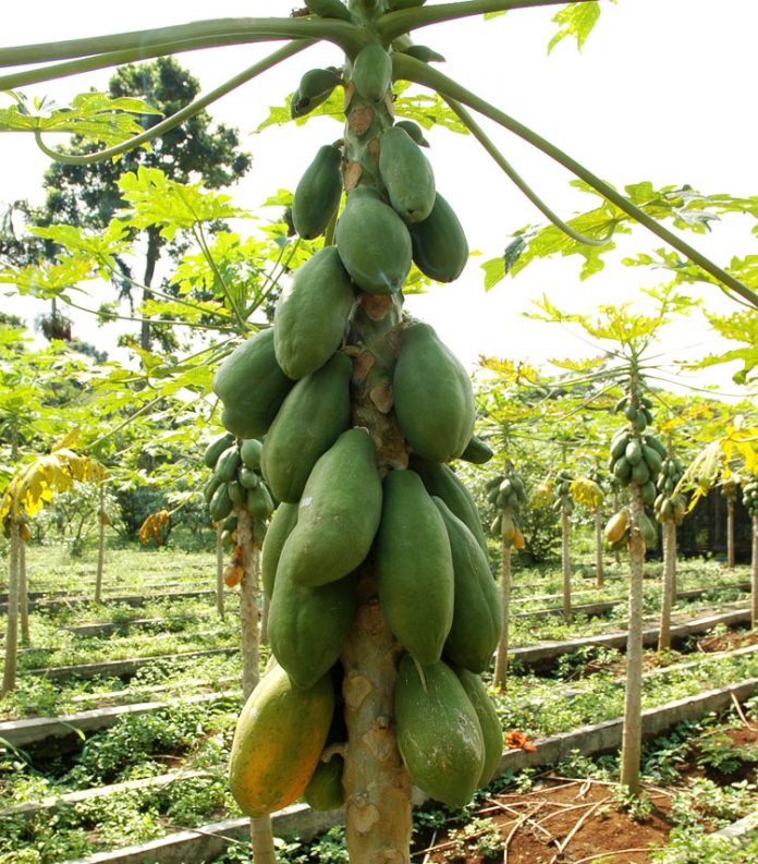 buah pepaya