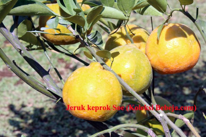 jeruk keprok