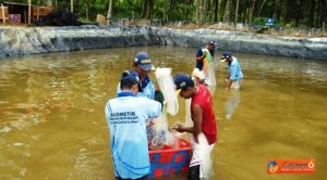 budidaya udang