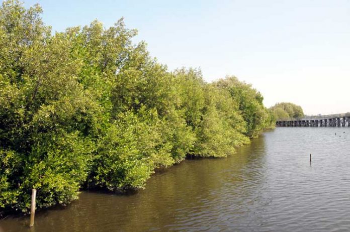 hutan mangrove