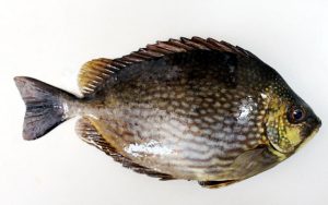 ikan baronang