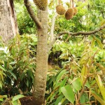 tabulampot durian