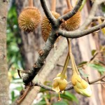 tabulampot durian