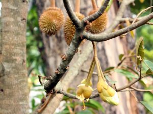 bunga durian