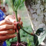 nangka