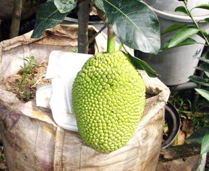 nangka