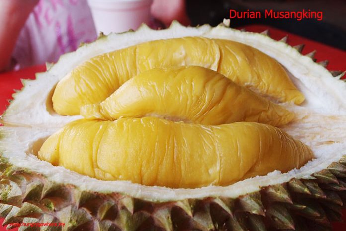 durian musangking