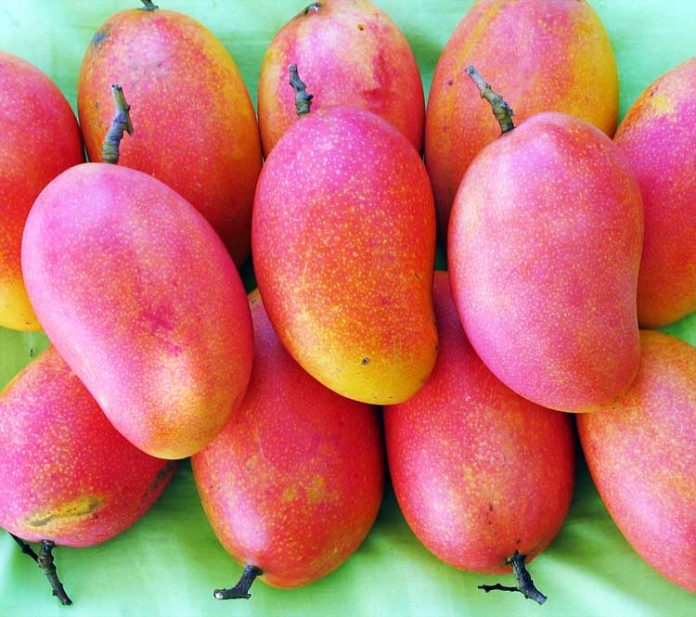 mangga podang