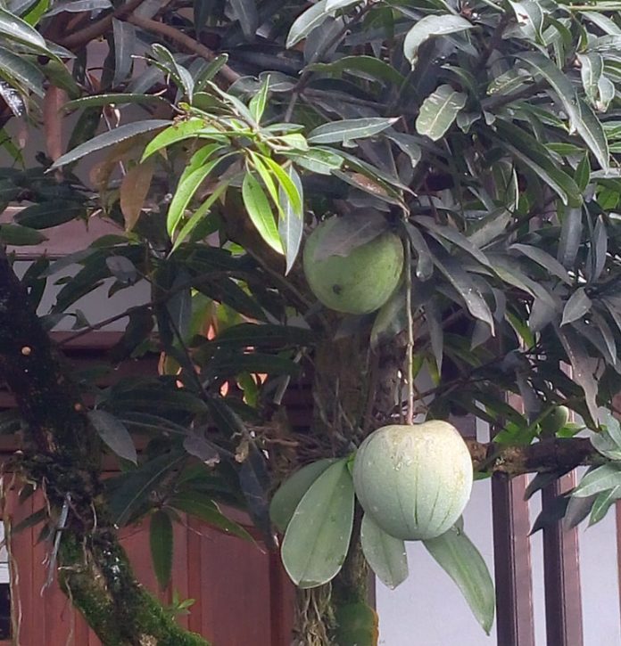 mangga kelapa