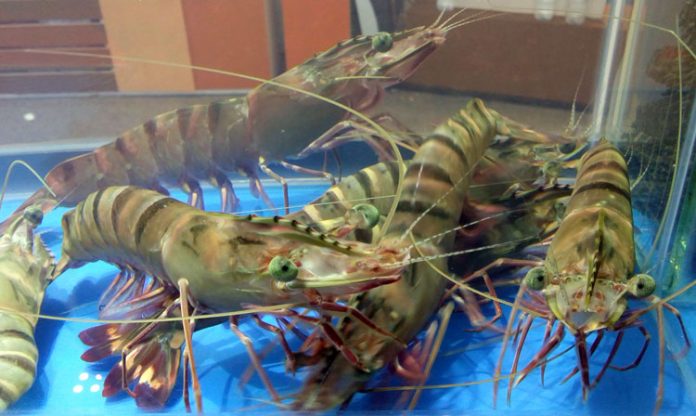 udang windu