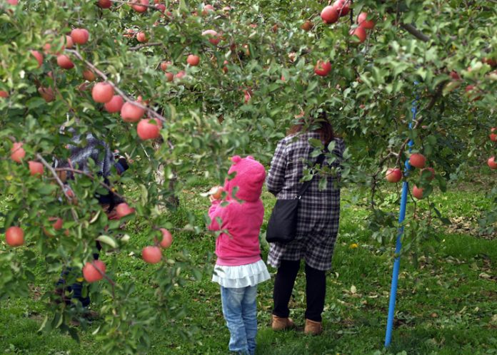 hirosaki apple park