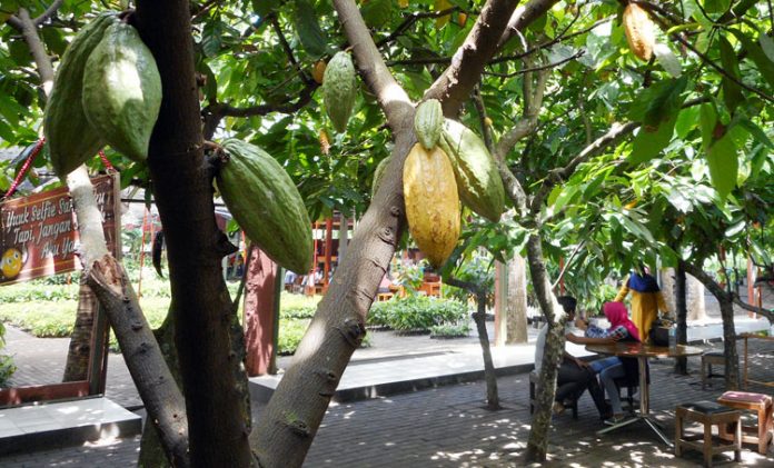 kampung cokelat blitar