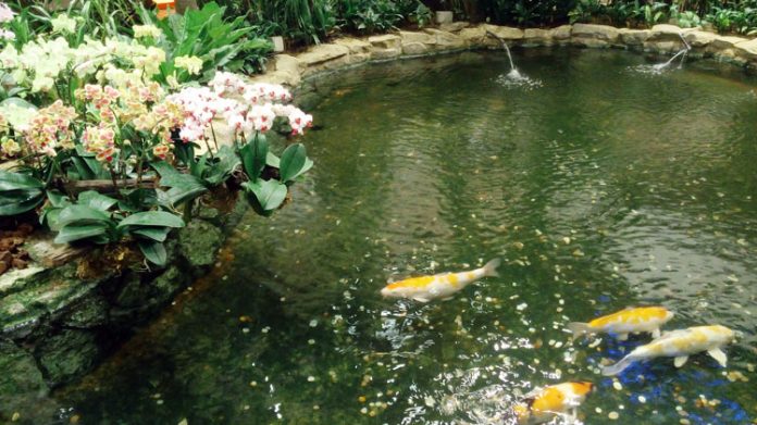 kolam koi