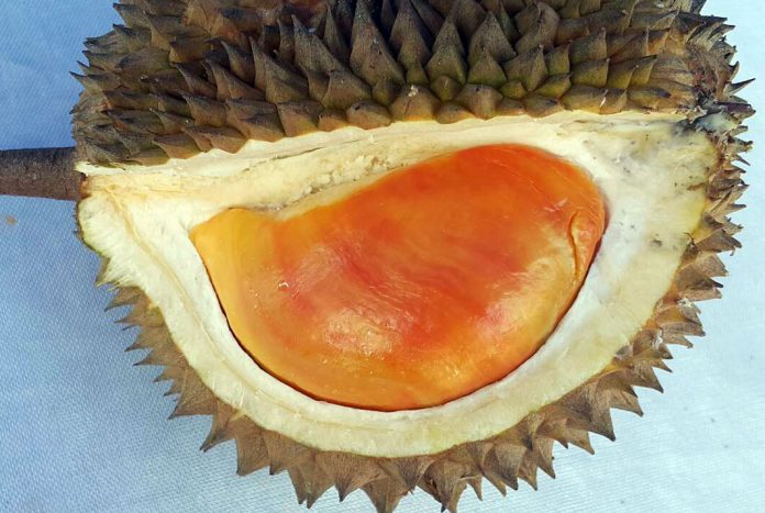 pesta durian 2016