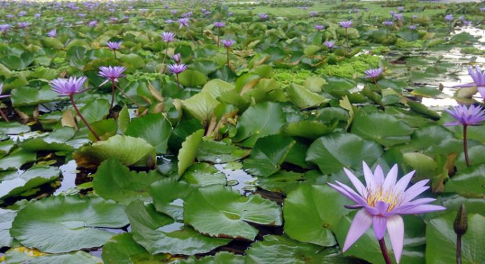 kolam bunga teratai