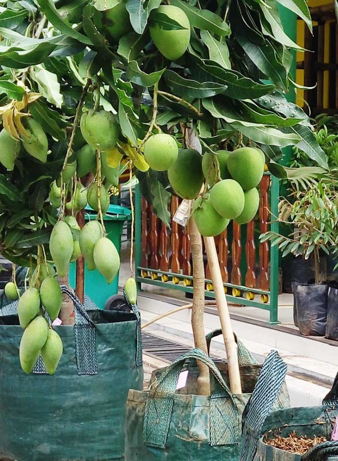 tabulampot mangga