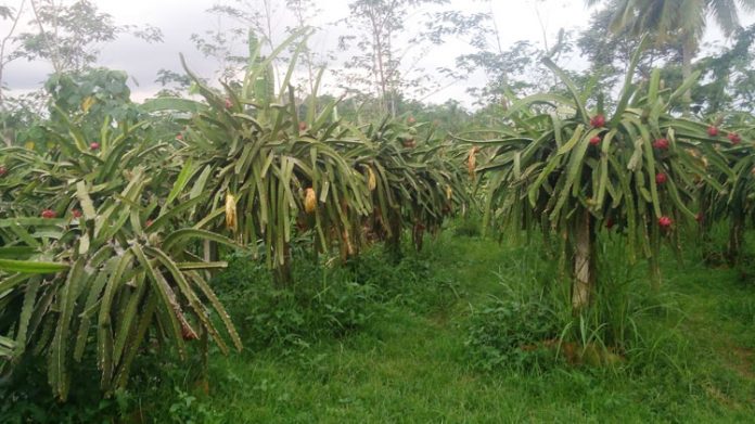 kebun buah naga