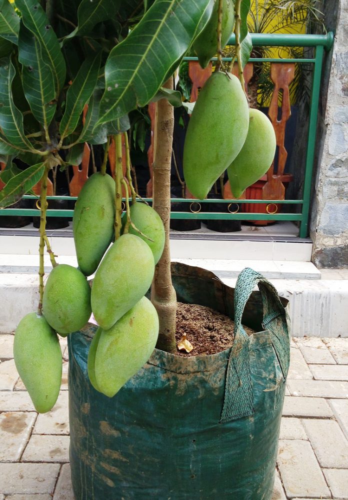 mangga