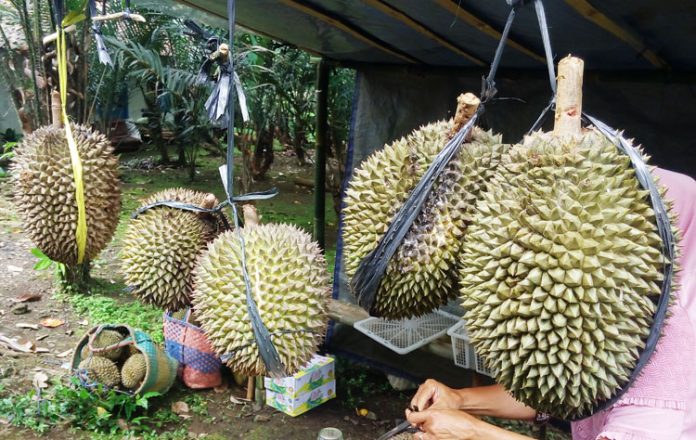 durian