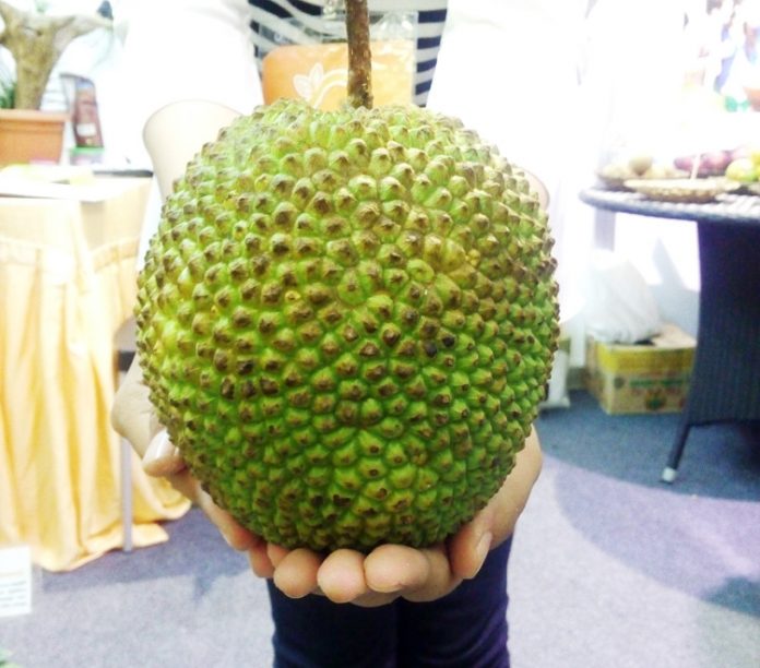 nangka bola