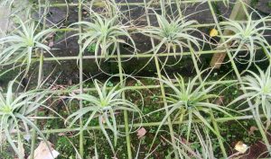 tillandsia