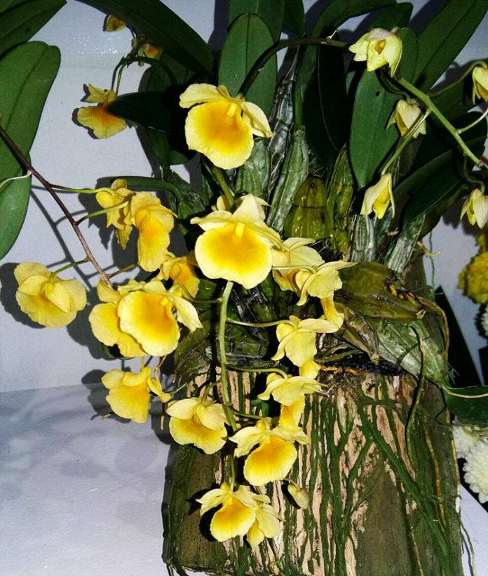 anggrek dendrobium