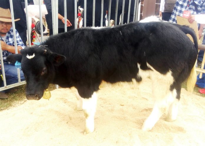 sapi belgian blue