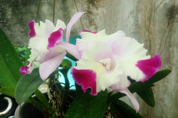 anggrek cattleya