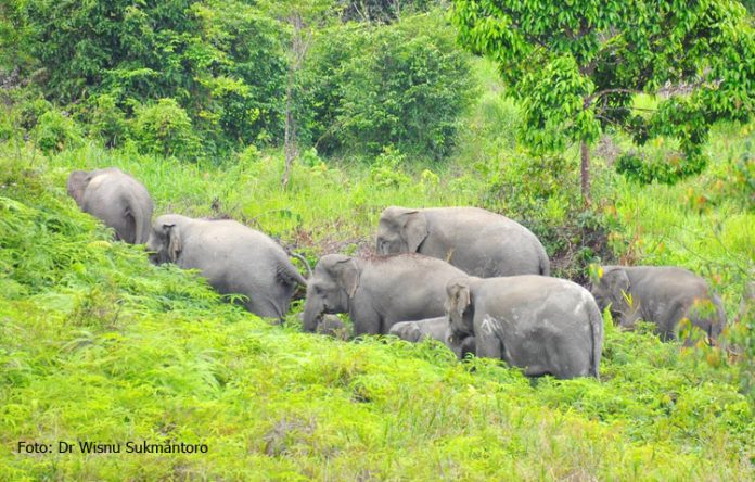 gajah sumatera